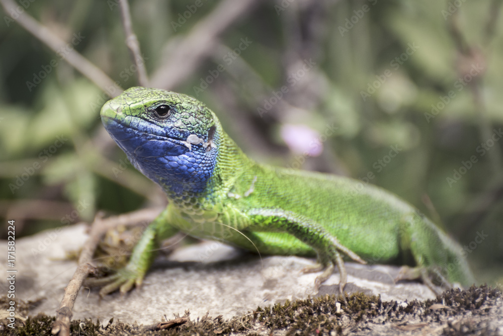 Fototapeta premium Green Lizard
