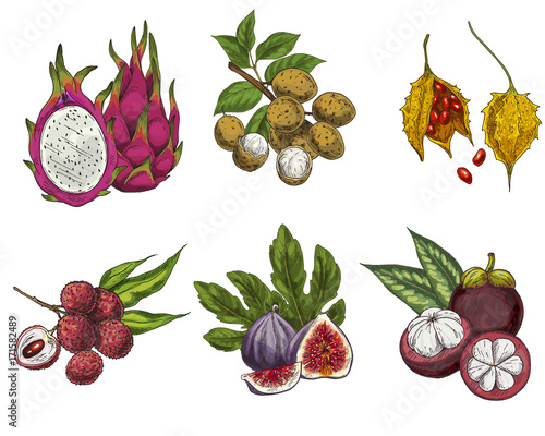 Exotic fruits, hand drawn vector illustration