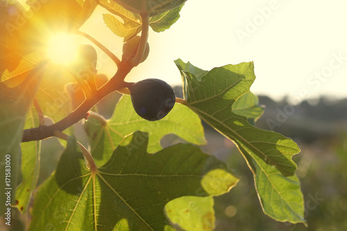 Fig growing on tree in the sunset photo