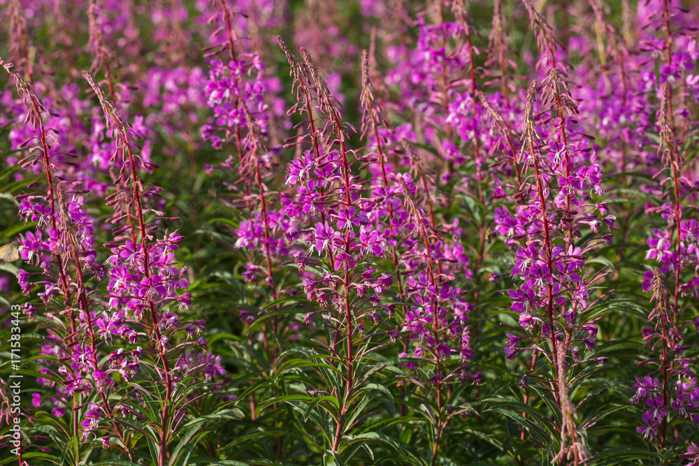 Weideröschen am Waldrand_Epilobium angustifolium Weideröschen am Waldrand_Epilobium angustifolium