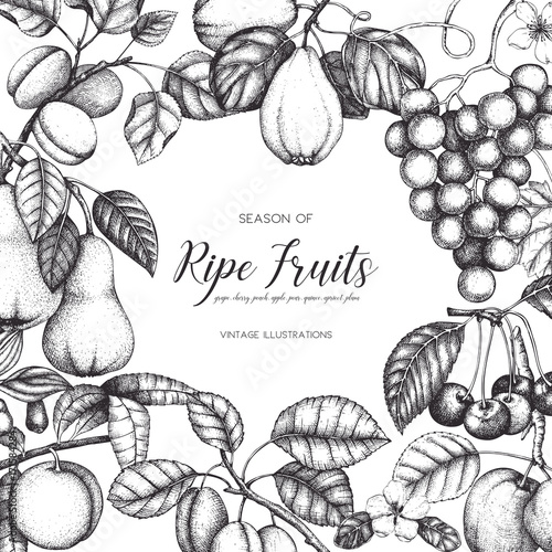 Vintage card design with hand drawn fruit and berries illustration 