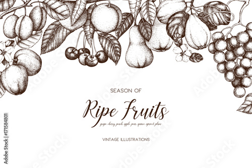 Vintage card design with hand drawn fruit and berries illustration 