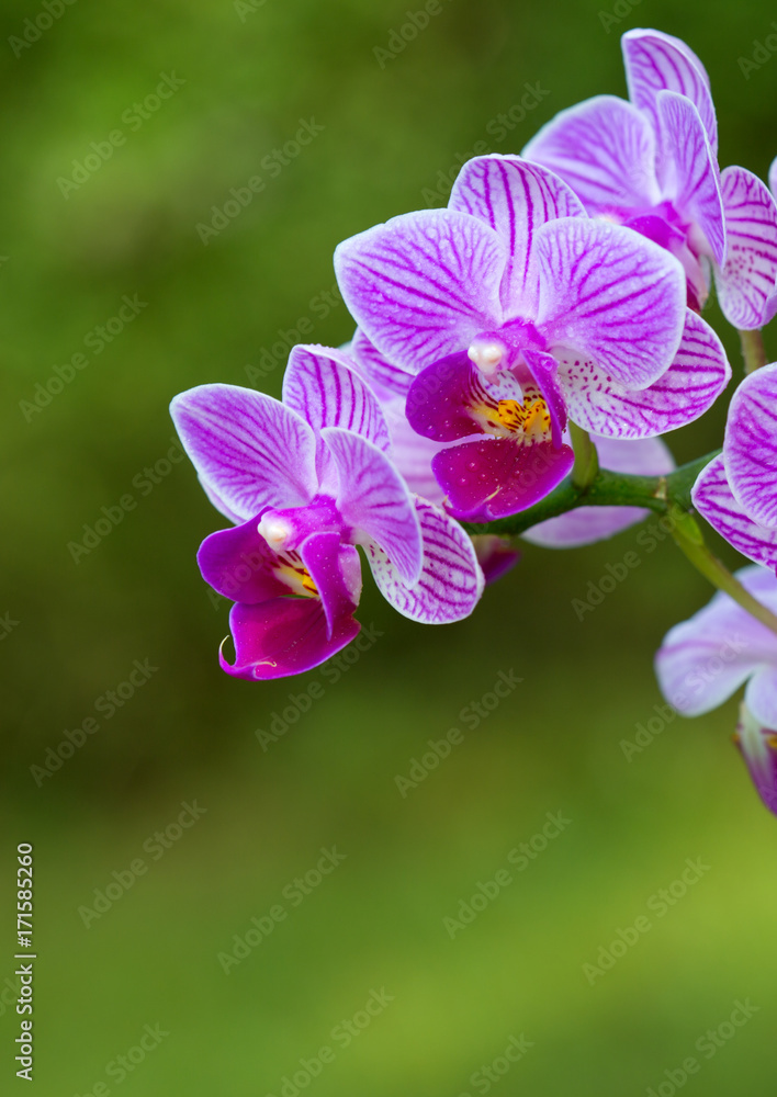 Closeup of a pink orchid with water drops. Closeup of a pink orchid with water drops.