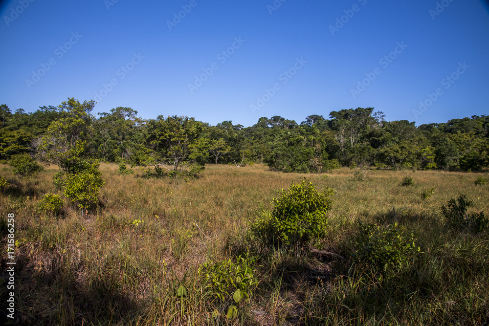 Floresta (paisagem) | Forest Landscape photographed in Linhares, Espírito Santo - Southeast of Brazil. Atlantic Forest Biome. Floresta (paisagem) | Forest Landscape photographed in Linhares, Espírito Santo - Southeast of Brazil. Atlantic Forest Biome.