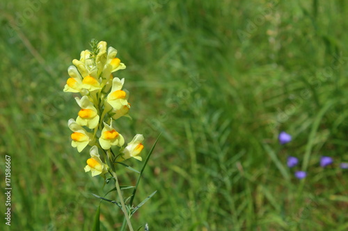 common toadflax (Linaria vulgaris) in flower photo