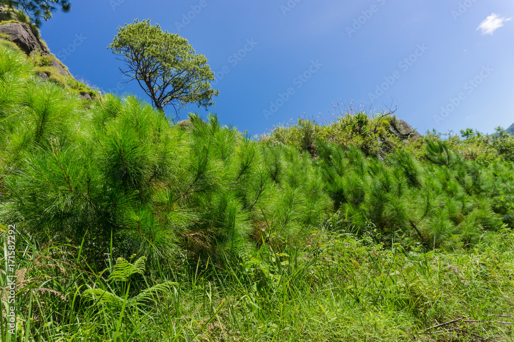 Trees and Shrubs on top of Mountain