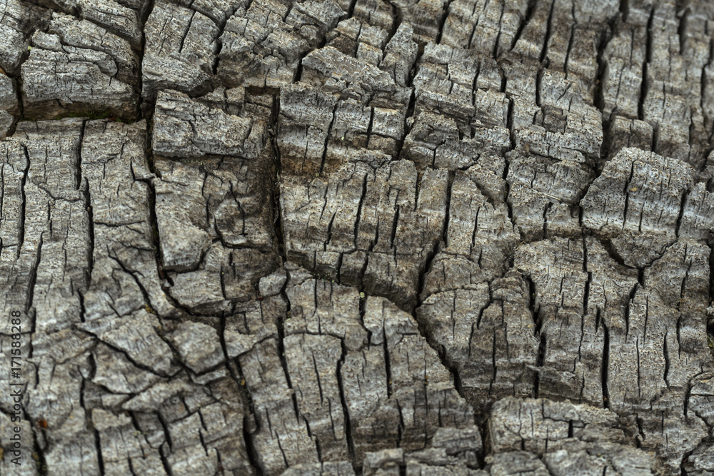Texture of old wood covered with cracks. Texture of old wood covered with cracks.