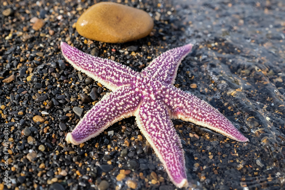 Starfish on the black sand on the shore of the Japanese Sea Starfish on the black sand on the shore of the Japanese Sea