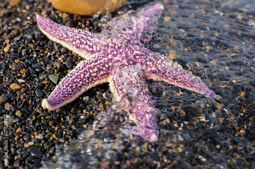 Purple starfish on black sand washed by water