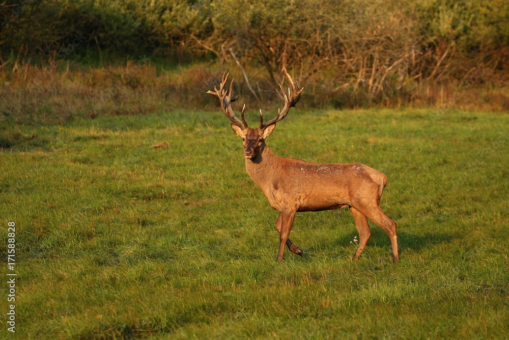 Obraz premium Big and beautiful red deer during the deer rut in the nature habitat of Czech Republic, european wildlife, wild europa, deer rut, Cervus elaphus.