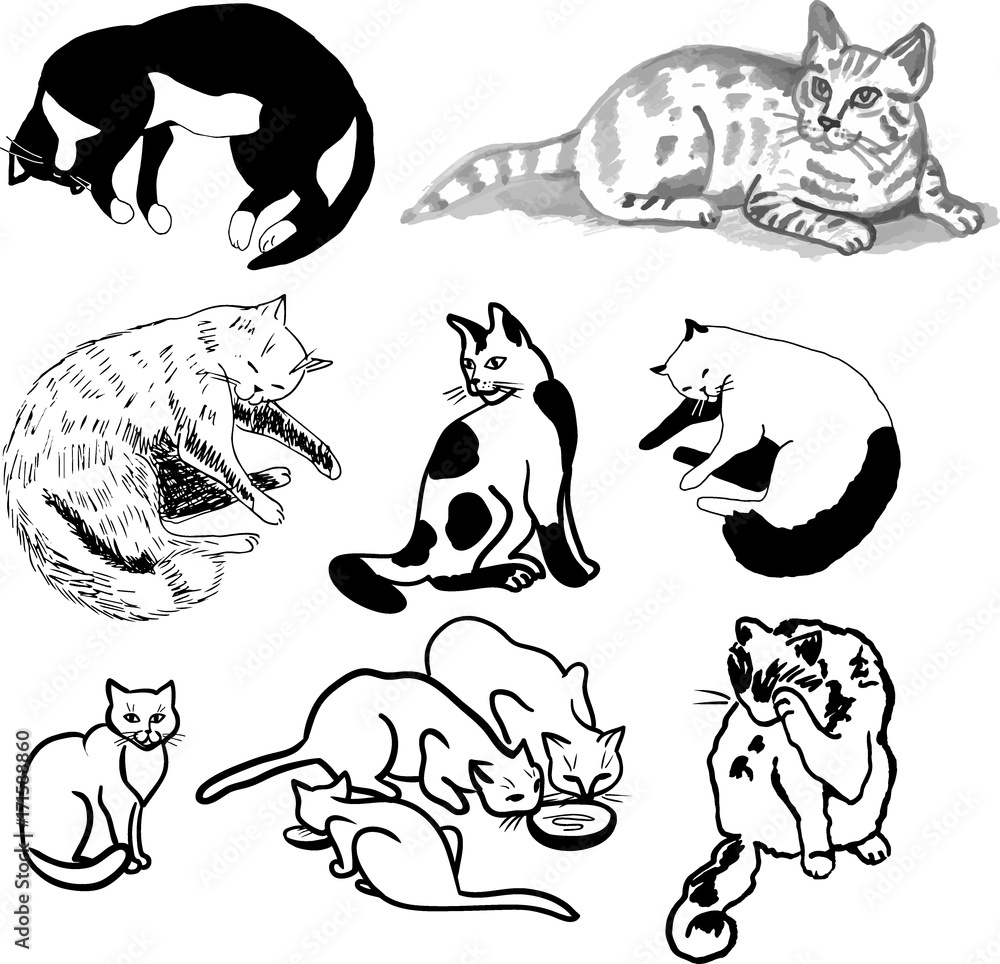 Set of hand drawing cats, isolated on white. Vector illustration.