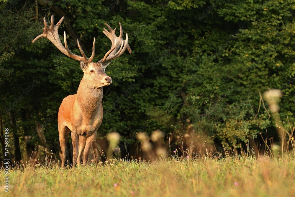 Big and beautiful red deer during the deer rut in the nature habitat of Czech Republic, european wildlife, wild europa, deer rut, Cervus elaphus. Big and beautiful red deer during the deer rut in the nature habitat of Czech Republic, european wildlife, wild europa, deer rut, Cervus elaphus.
