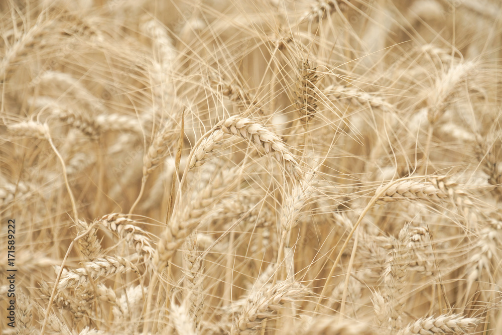 Fototapeta premium Wheat