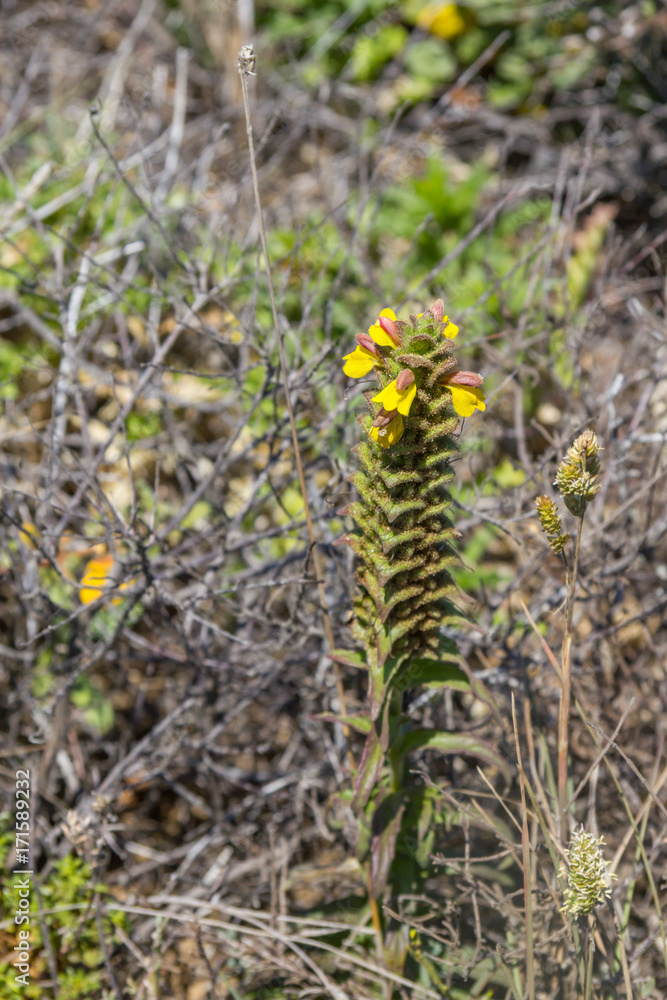 Yellow flowers and vegetation in Arrifana