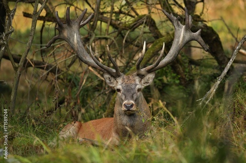 Big and beautiful red deer during the deer rut in the nature habitat of Czech Republic  european wildlife  wild europa  deer rut  Cervus elaphus.