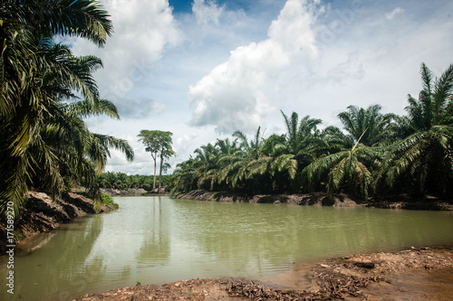 Palm Plantation