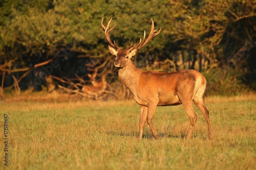 Big and beautiful red deer during the deer rut in the nature habitat of Czech Republic, european wildlife, wild europa, deer rut, Cervus elaphus.