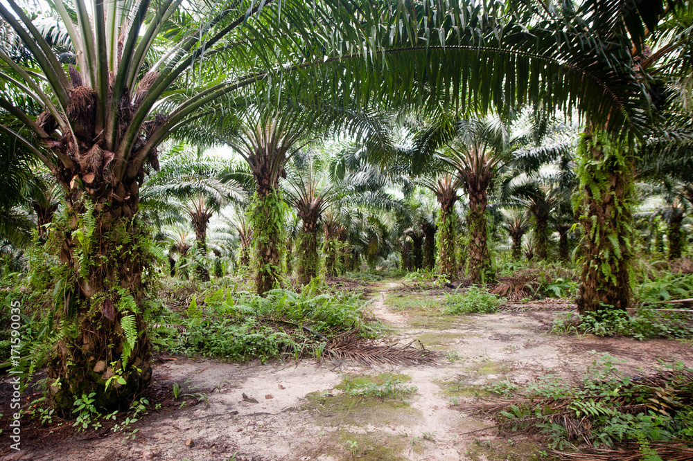 Obraz premium Palm Plantation