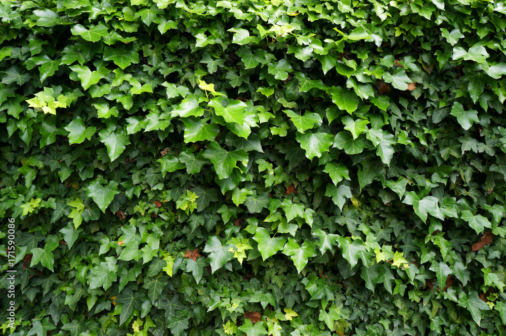 Ivy (Hedera). Natural green background. Ivy (Hedera). Natural green background.