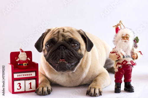 A sad pug lying on a white background with the New Year calendar on December 31 and Santa Claus