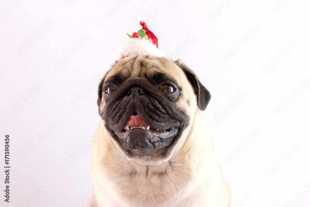 Sitting dog pug with big eyes and red hat isolated