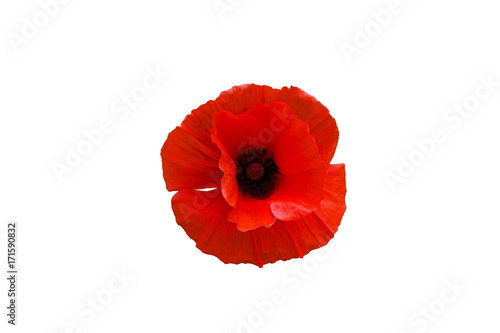 Red poppy flower isolated on white background