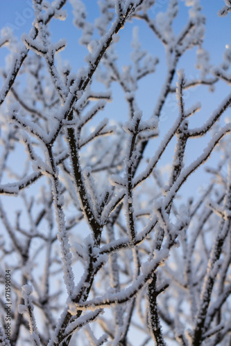 Branches covered with frost in front of blue sky