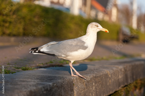 Seagull sitting on the pavement - Brouwershaven, Zeeland, Holland, Netherlands, Europe