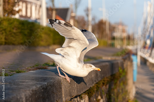 Seagull sitting on the pavement ready to start - Brouwershaven, Zeeland, Holland, Netherlands, Europe photo