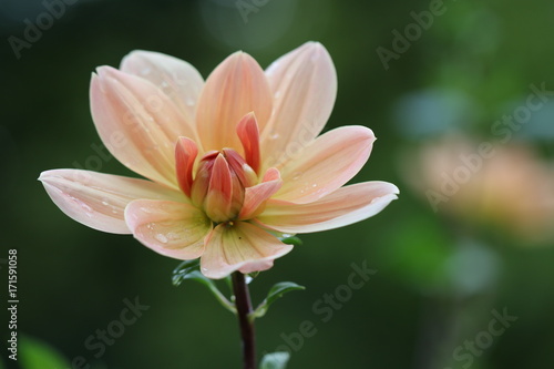 dahlia