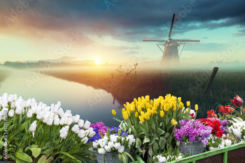 Landscape with tulips, traditional dutch windmills and houses near the canal in Zaanse Schans, Netherlands, Europe. © kishivan