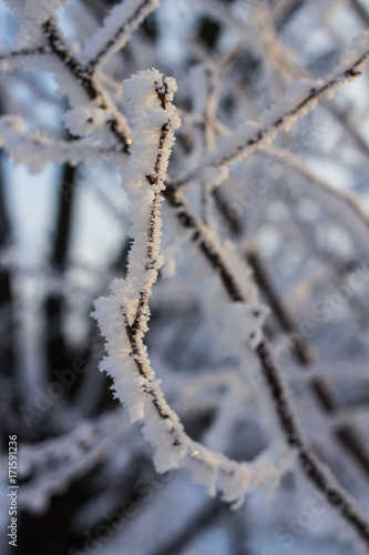 Branch covered with hoarfrost close up in front of the sky