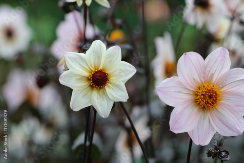 Fototapeta Naklejka Na Ścianę i Meble -  dahlia