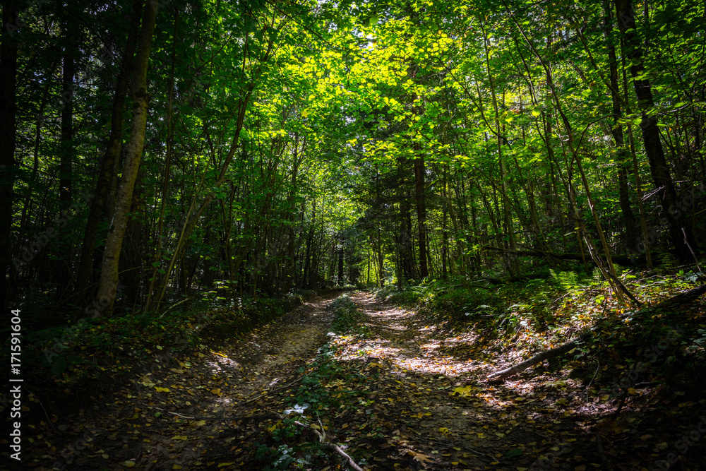 Obraz premium landscape of autumn forest with falling yellow leaves