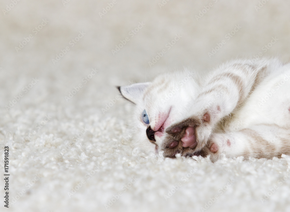 cute kitten is sleeping on a fluffy carpet