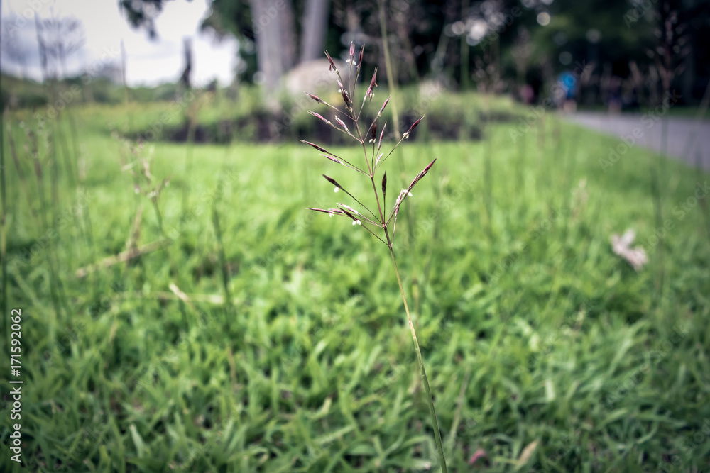 Super tiny grass Super tiny grass