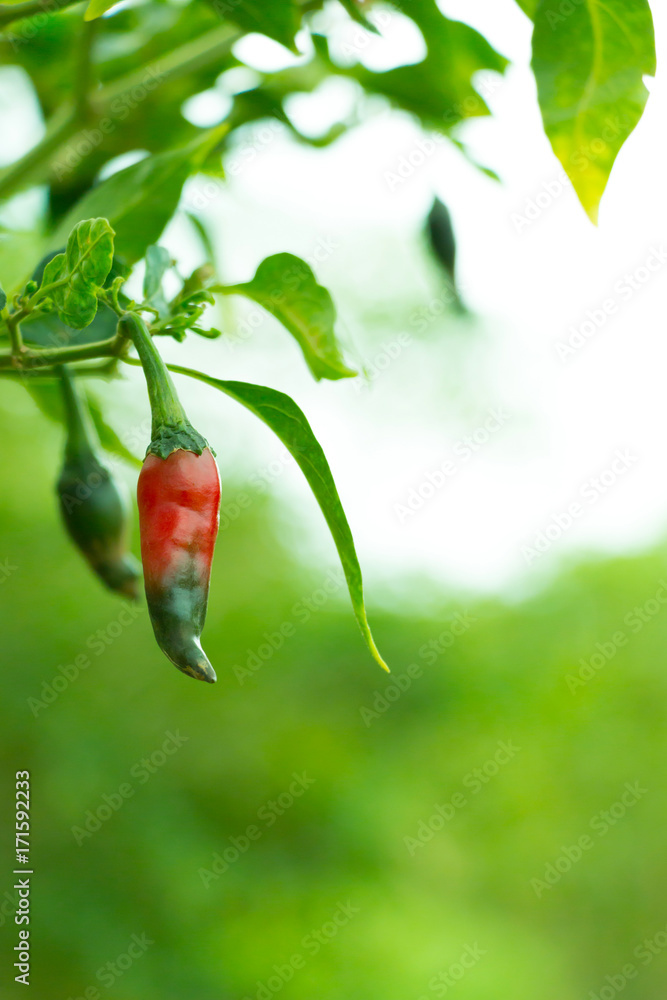 Close-up of fresh green chili on the plant changing to red ripe chili. Close-up of fresh green chili on the plant changing to red ripe chili.