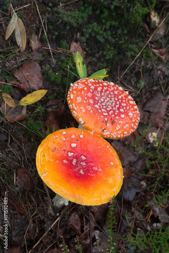 toxic red fly agaric mushrooms or toadstool