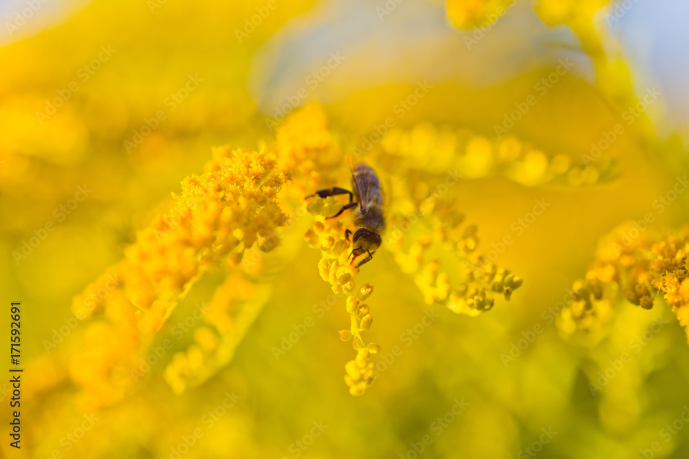 Solidago, goldenrod yellow flowers in summer. Lonely bee sits on a yellow flowering goldenrod and collects nectar Solidago, goldenrod yellow flowers in summer. Lonely bee sits on a yellow flowering goldenrod and collects nectar
