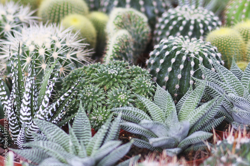 Wallpaper Mural Cactus background Torontodigital.ca