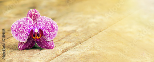 Zen balance concept - website banner of a purple orchid flower