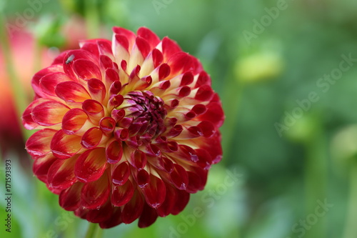 Fototapeta Naklejka Na Ścianę i Meble -  dahlia