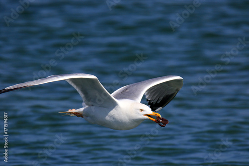 Fliegende M  we mit Fang im Schnabel