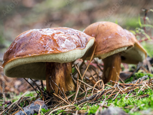 Two slippery jack mushrooms