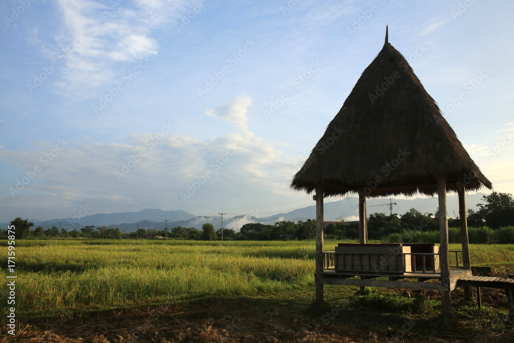 Rice fields with stunning mountain back drop. Rice fields with stunning mountain back drop.