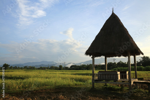 Rice fields with stunning mountain back drop.