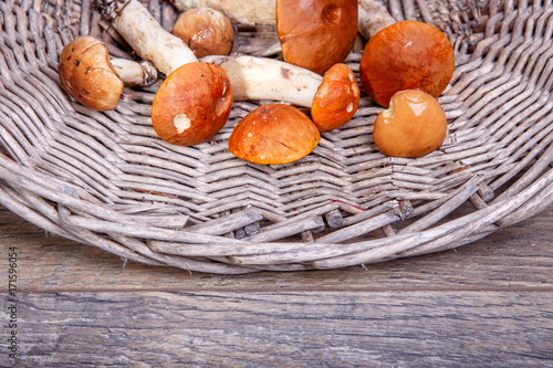 Wild fresh mushrooms on a rustic wooden table. Orange Birch Bolete. Copyspace. Autumn background