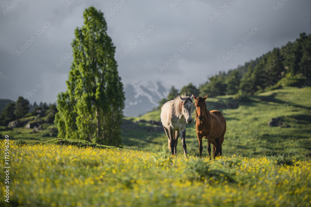Two horses at a mountain valley at unset. Sun lightens horses. Landscape of a mountain valley with green grass and two horses. Two horses at a mountain valley at unset. Sun lightens horses. Landscape of a mountain valley with green grass and two horses.