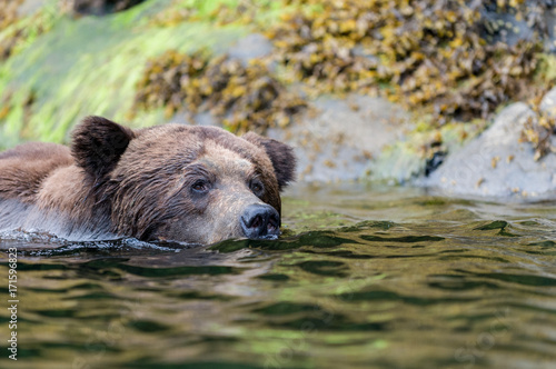Grizzly Swimming 