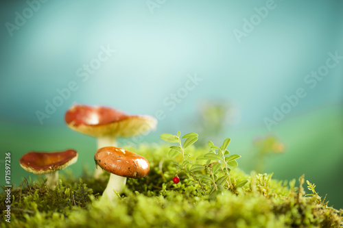 Mushrooms on the forest litter